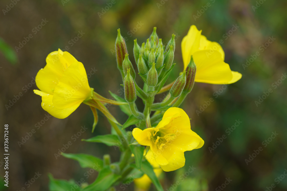 Bright yellow flowers Evening Primrose (Oenothera biennis) on dark green leaves background. The sunny rays fall on yellow petals of Primrose.