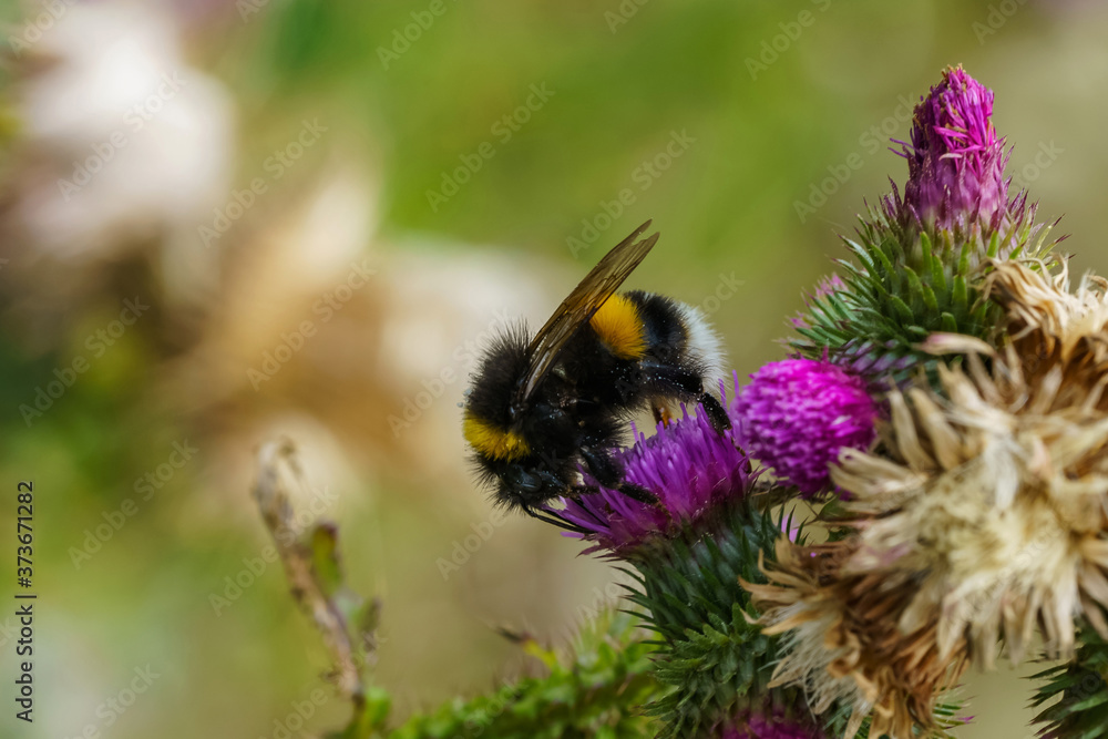 Bee collects nectar from a flower. Bumblebee summer eats pollen. Close-up. Bee collects nectar from a flower. Bumblebee summer eats pollen. Close-up.