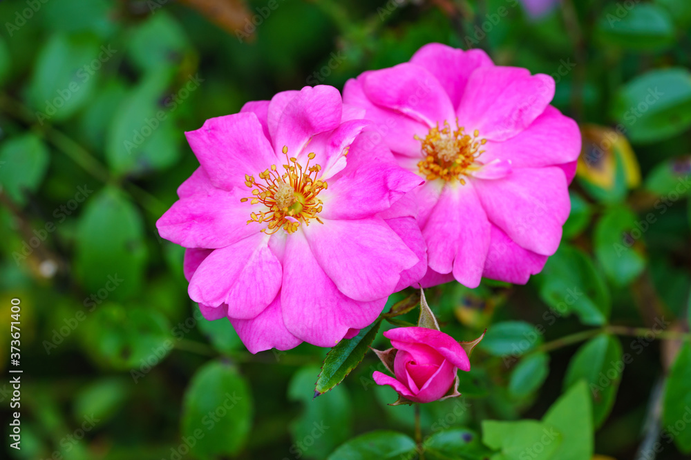 Two carolina rose and new flower bud Two carolina rose and new flower bud