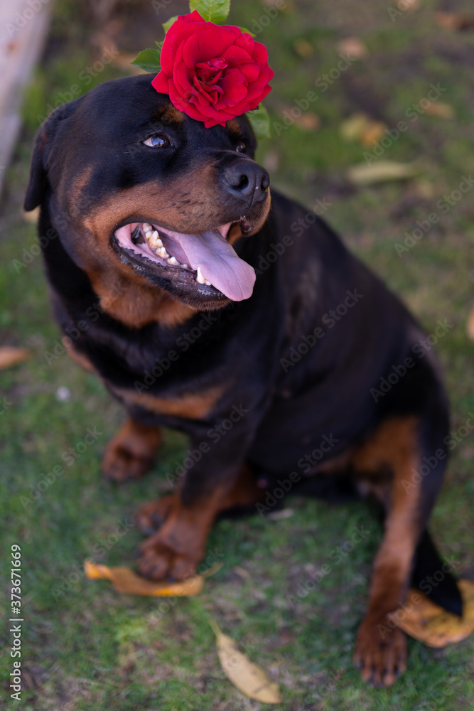 Amazing black dog with charming eyes and open mouth sitting on the ground and holding beautiful red rose on the head. Cute domestic puppy with flower outdoors