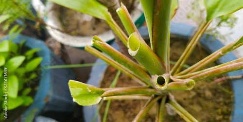 Wallpaper Mural Green plant Torontodigital.ca