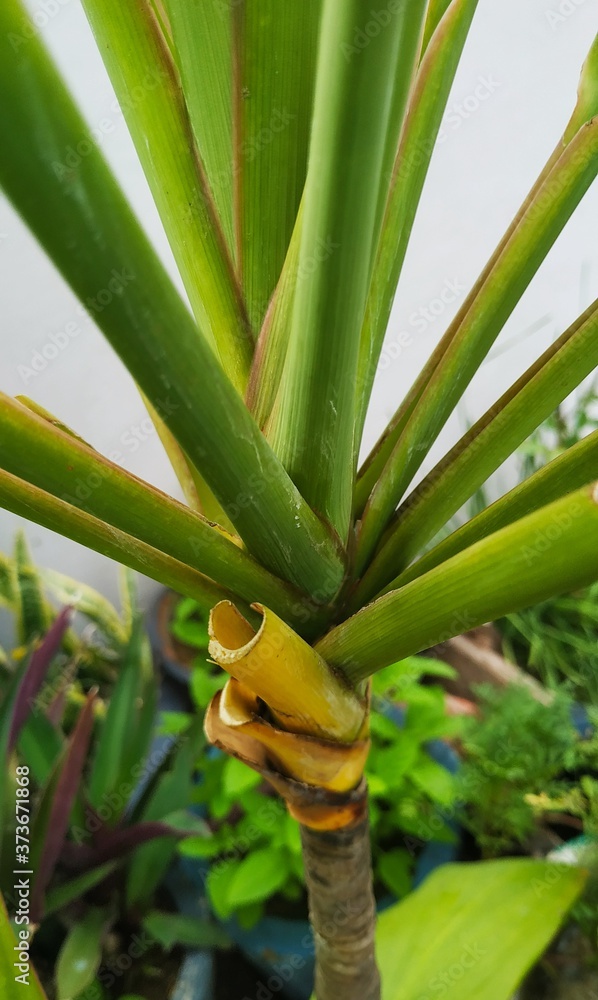 Obraz premium Green plant