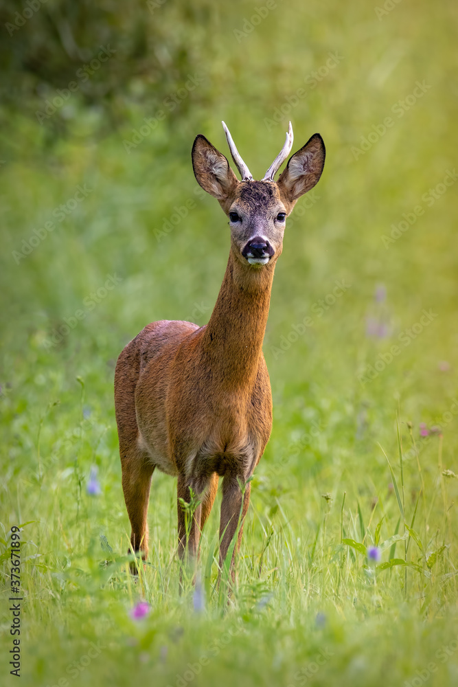 Roe deer, capreolus capreolus, standing on meadow in summertime nature. Wild roebuck looking to the camera from front. Brown mammal with antlers staring on wildflower field.