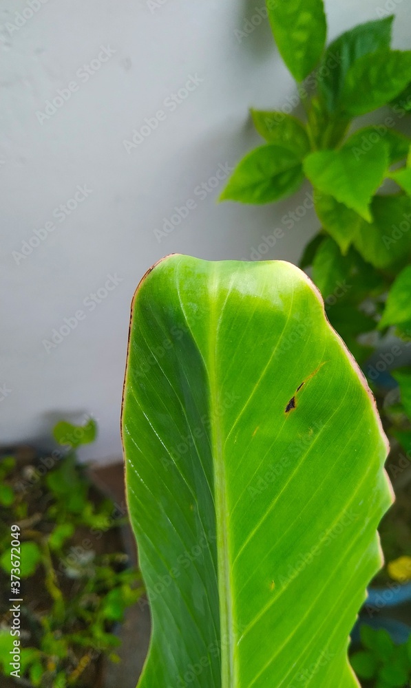 Obraz premium Green plant