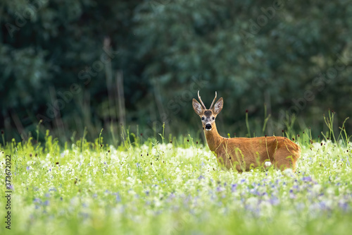 Roe deer, capreolus capreolus, buck standing on flowers meadow in summer nature. Wild buck looking to the camera on growing field. Animal male watching on grass.