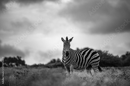 zebra posing monochrome