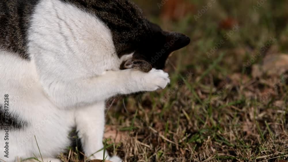 Black and white cat cleaning itself Black and white cat cleaning itself