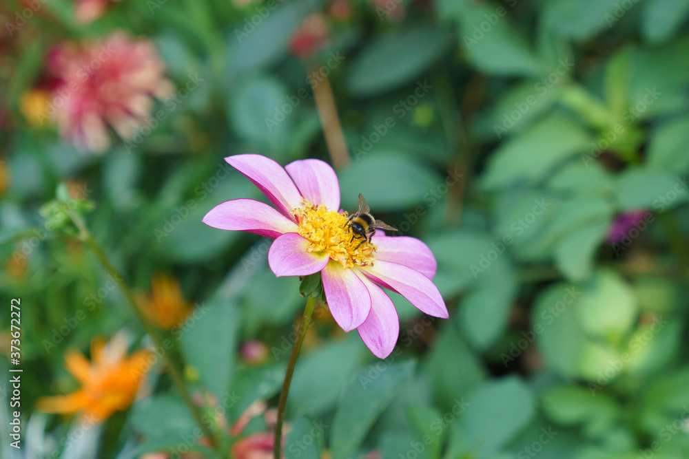 Bee inside of yellow violet flower in shine of the sun. Bee inside of yellow violet flower in shine of the sun.