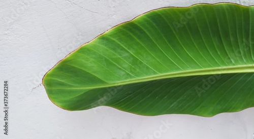 Wallpaper Mural Green plant Torontodigital.ca