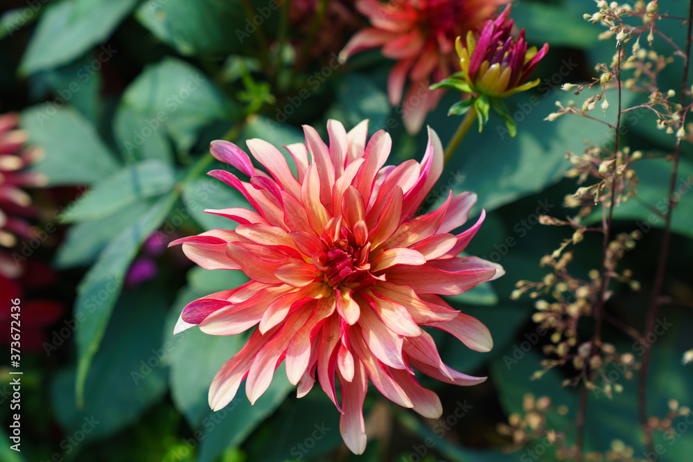Close-up image of the beautiful orange and pink 'Decorative' Dahlia 'Labyrinth' flower Close-up image of the beautiful orange and pink 'Decorative' Dahlia 'Labyrinth' flower