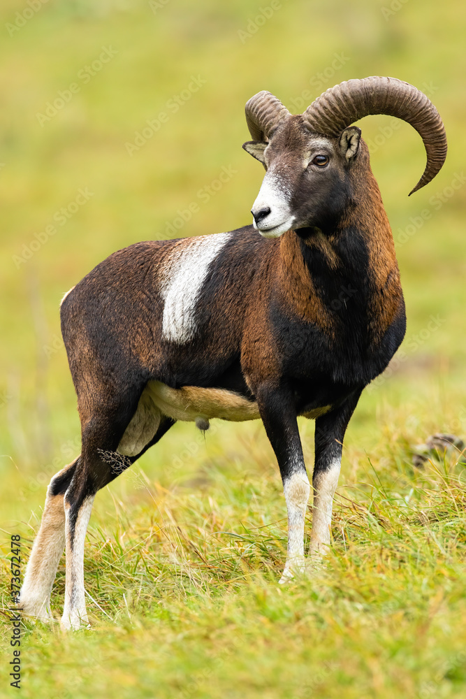 Calm mouflon, ovis musimon, ram standing on field in autumn nature. Curious animal with rounded horns observing on meadow from side. Wild sheep watching on grassland in fall. Calm mouflon, ovis musimon, ram standing on field in autumn nature. Curious animal with rounded horns observing on meadow from side. Wild sheep watching on grassland in fall.