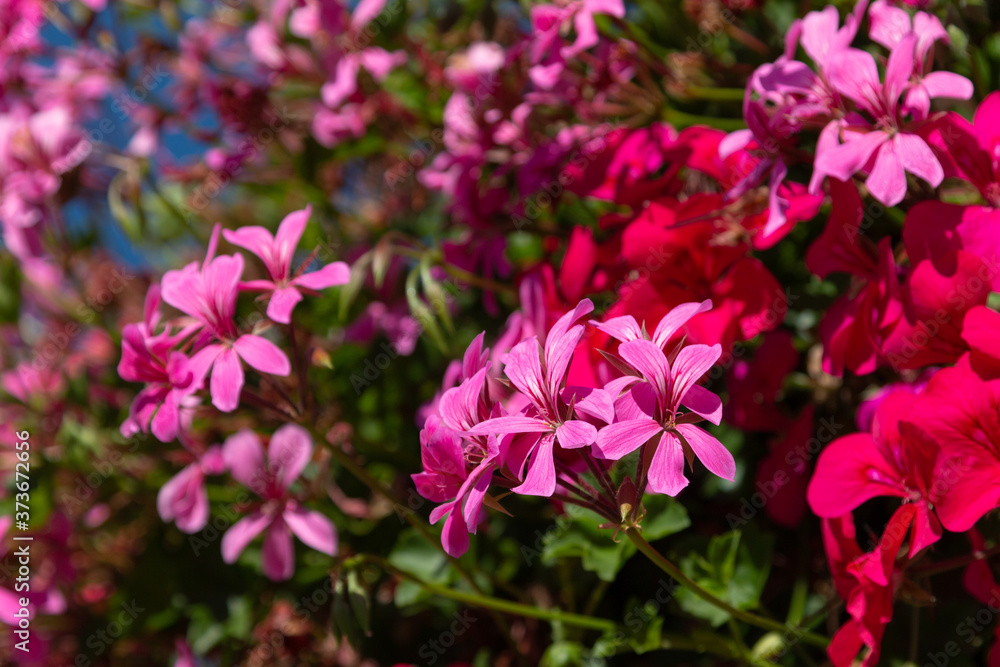 Flowering phlox on a sunny day.