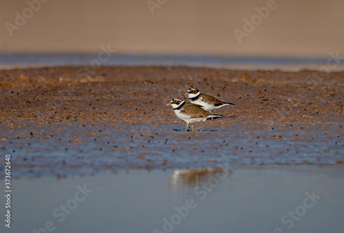 The little ringed plover is a small plover. The genus name Charadrius is a Late Latin word for a yellowish bird mentioned in the fourth-century Vulgate photo