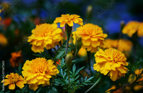 Yellow marigolds close-up. Floral background (Tagetes erecta, Mexican marigolds, Aztec marigolds, African marigolds).