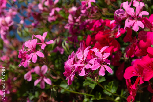 Flowering phlox on a sunny day.