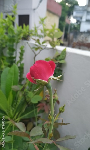 Wallpaper Mural Red Rose Torontodigital.ca