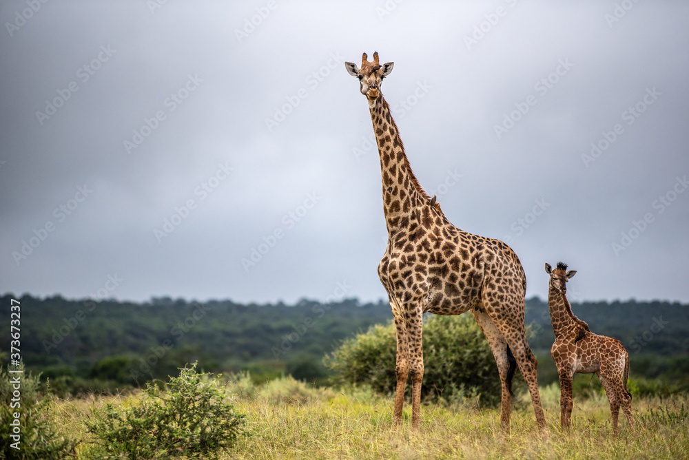 Obraz premium baby giraffe