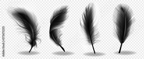 Canvastavla Black bird fluffy feather