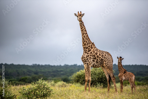 baby giraffe © Rassie