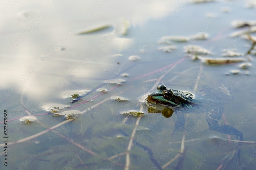 marsh frog (Pelophylax ridibundus) in a lake marsh frog (Pelophylax ridibundus) in a lake