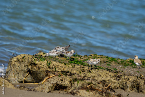 Italy Tuscany Maremma, on the beach towards Mouth of Ombrone, Calidris alba three-toed sandpiper, chick close-up view