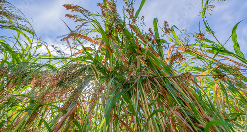 Panicum miliaceum; proso millet on a field photo