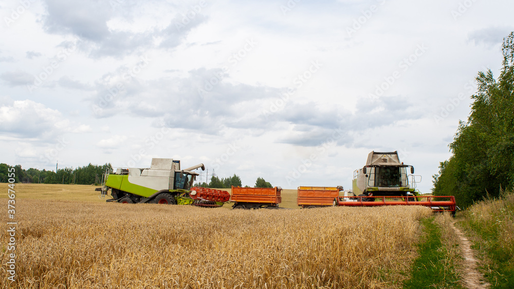 Obraz premium Two combine harvesters harvests ripe wheat in the field, background of the forest and sky with clouds. Collecting seeds of cereals with special equipment on the farm. Banner for site. 
