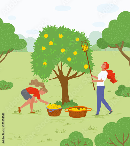 Woman working in garden together vector, female with special tool to reach apple on top of tree. Baskets with organic products meal in containers. Pick apples concept. Flat cartoon