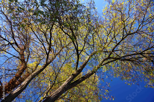 Fototapeta Naklejka Na Ścianę i Meble -  Laubbäume mit herbstlichem Blätterdach unter stahlblauem Himmel in steiler Perspektive
