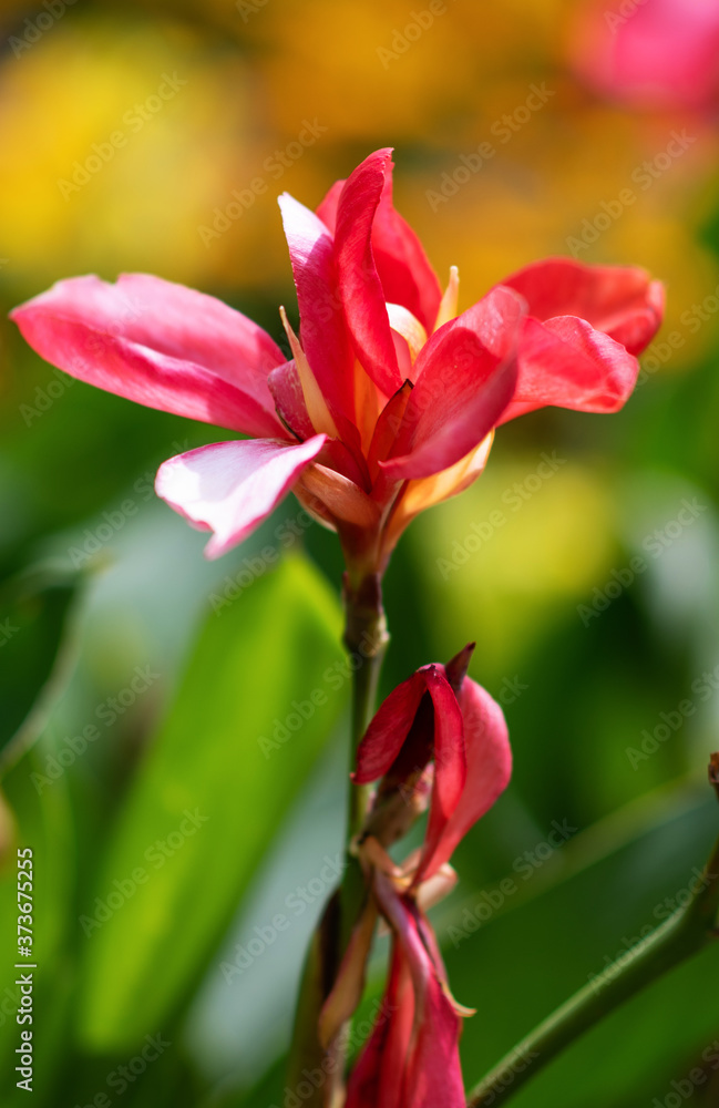 Canna flower on natural green and yellow background. Floral background. Pink canna flower close up. Flower bed Canna flower on natural green and yellow background. Floral background. Pink canna flower close up. Flower bed