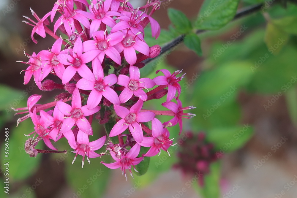 Fototapeta premium bee on flower