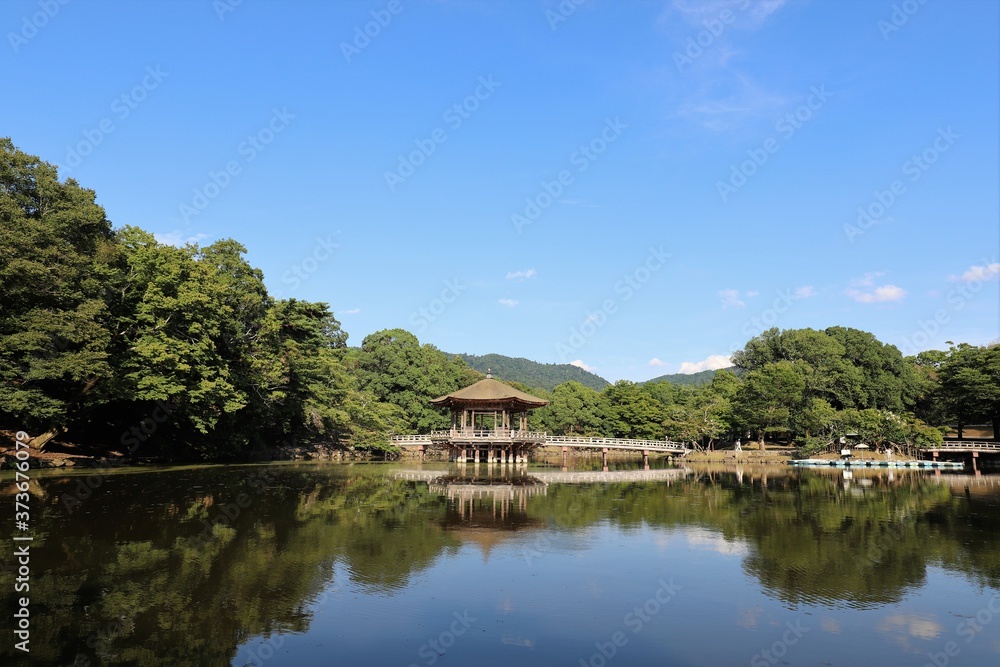 夏の奈良公園