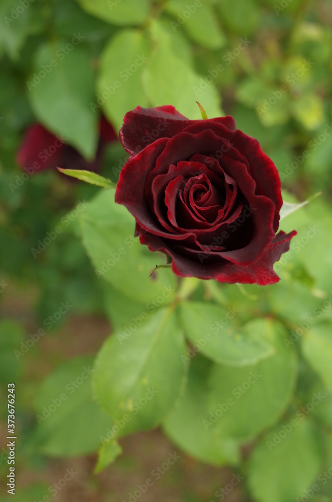 Dark Red Flower of Rose 'Kuroshinju' in Full Bloom
Dark Red Flower of Rose 'Kuroshinju' in Full Bloom