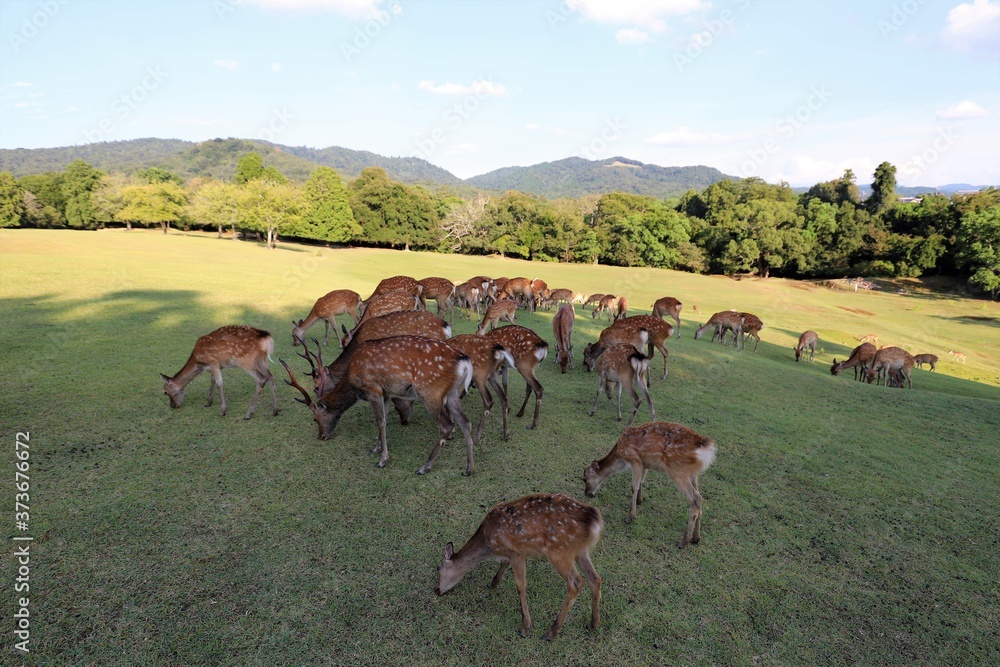 Naklejka premium 夏の奈良公園
