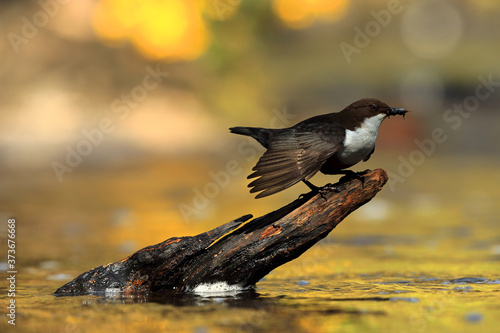 Photography Dipper bird on Scottish river