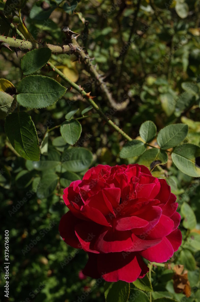 Dark Red Flower of Rose 'L. D. Braithwaite' in Full Bloom

