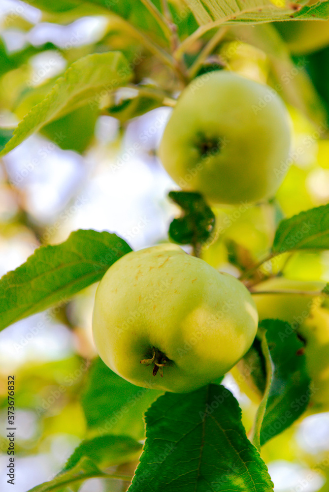 ripe green apples on a tree branch on a background of greenery in the sun