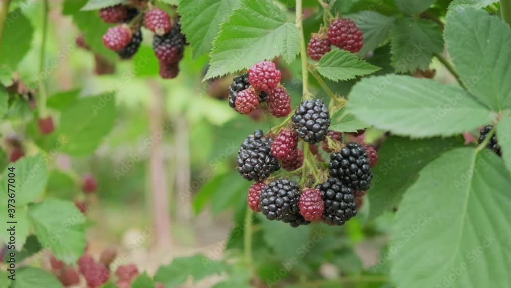 Blackberries ripening on a branch, close-up. Blackberries Growing. Blackberries on a branch in the garden Blackberries ripening on a branch, close-up. Blackberries Growing. Blackberries on a branch in the garden