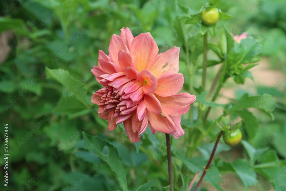 red dahlia flower red dahlia flower