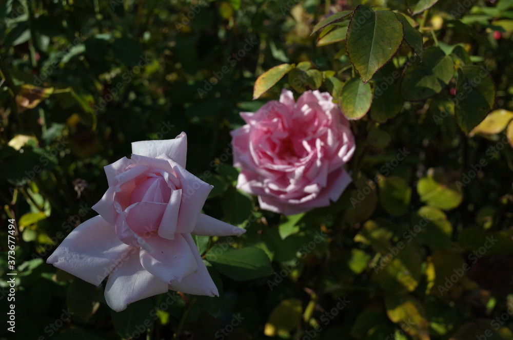 Faint Pink Flower of Rose 'La France de '89' in Full Bloom
Faint Pink Flower of Rose 'La France de '89' in Full Bloom