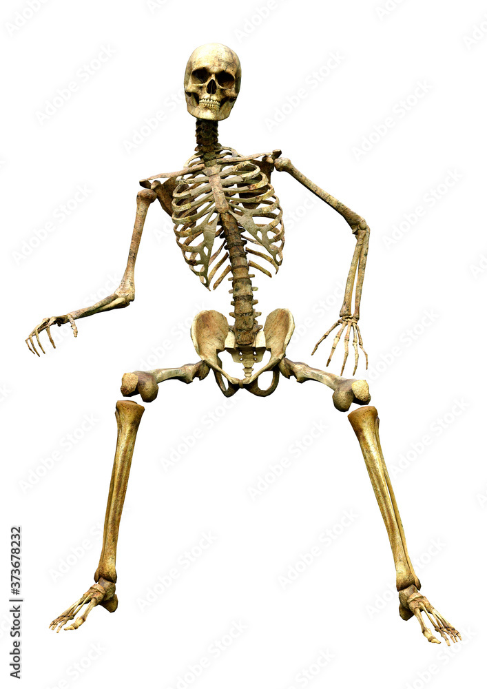 3D Rendering Human Skeleton on White 3D Rendering Human Skeleton on White