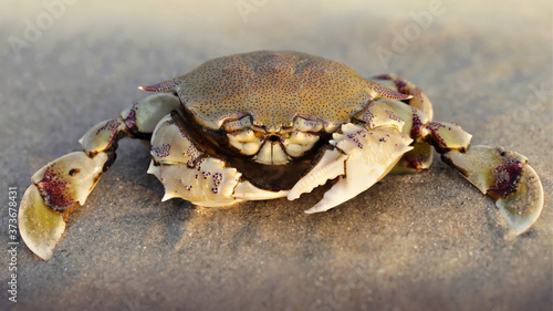 crab on the sand at sunset, a strong carapace for protection and two big claws for defense, this crustacean is a formidable fighter. macro photo on a beach on a Thai island near Krabi