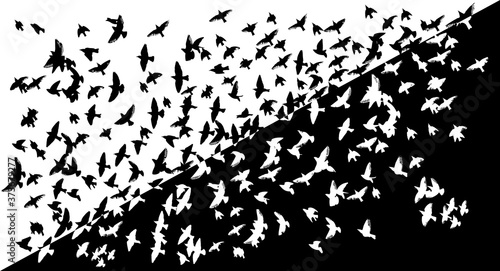 A flock of flying birds. Vector illustration