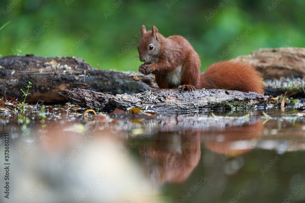 Obraz premium Eurasian Red Squirrel on a Tree with Nuts