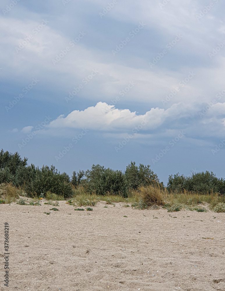sand dunes and trees on beach