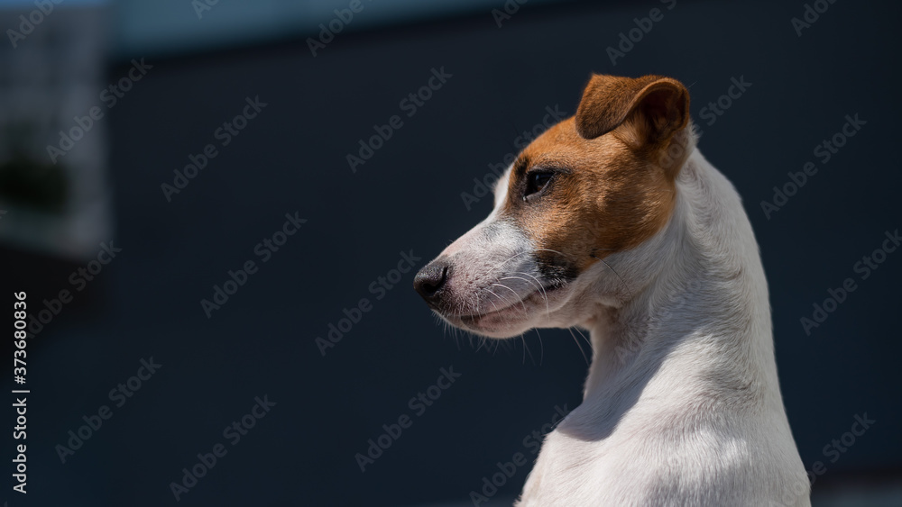 Close-up portrait of shorthaired Jack Russell Terrier.