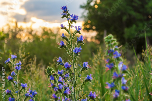 blaue Blüten im Sonnenuntergang © biggi62