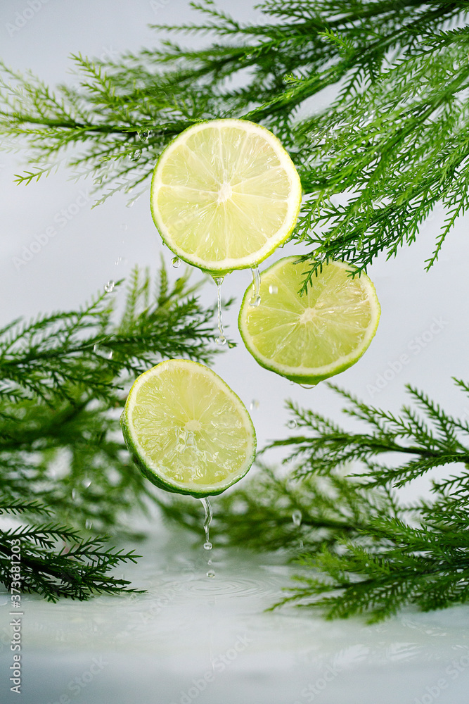 Three lime slices hanging with drops of water on background of white and green plants Three lime slices hanging with drops of water on background of white and green plants
