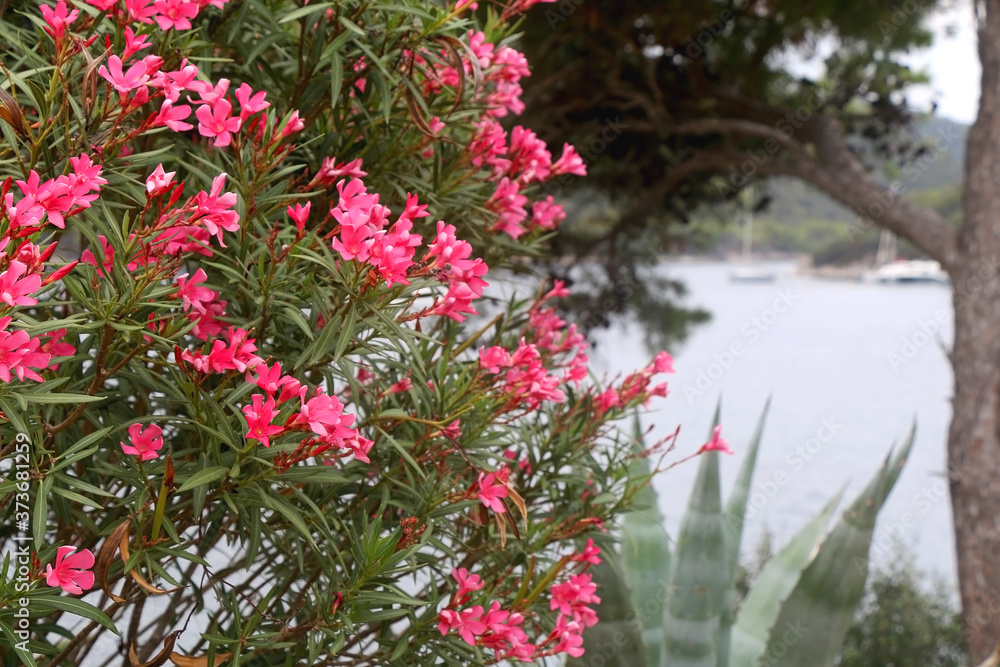 Pink oleander flowers by the sea. Selective focus.