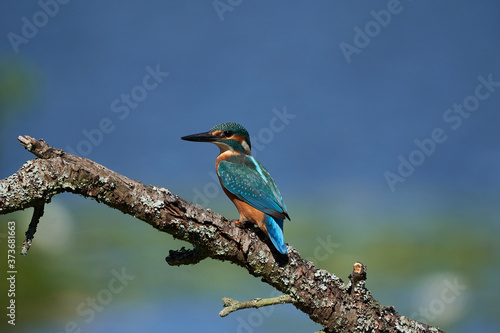 Common kingfisher Alcedo atthis Eurasianon a tree at the river